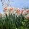 Touch Of ECO Pink Charming Daffodil Flowers- 12, 18 or 30 Bulbs